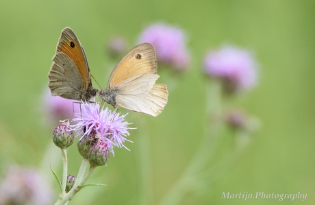 2 butterflies