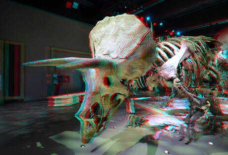 Kudde Triceratops Naturalis Leiden 2025 3D