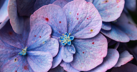 hortensia