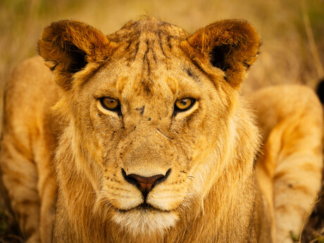 Wedstrijdje knipperen met Leo