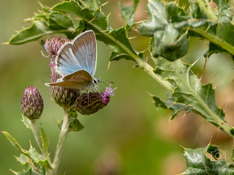 Witstreepblauwtje