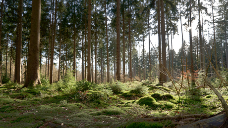 Mooie middag op de Veluwe