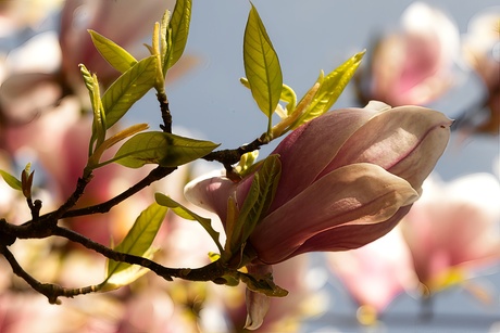 Magnolia