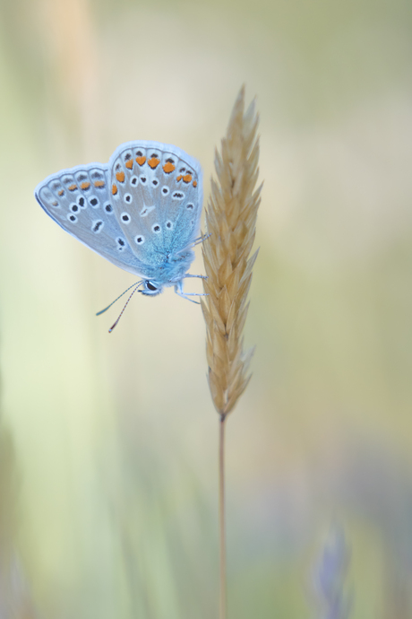 vlinder in de vroege ochtend