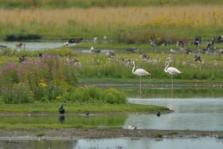 EUROPESE FLAMINGO