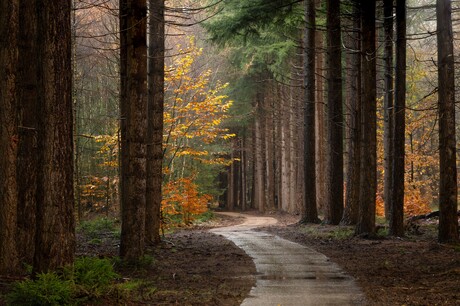 Herfst de Slotplaats