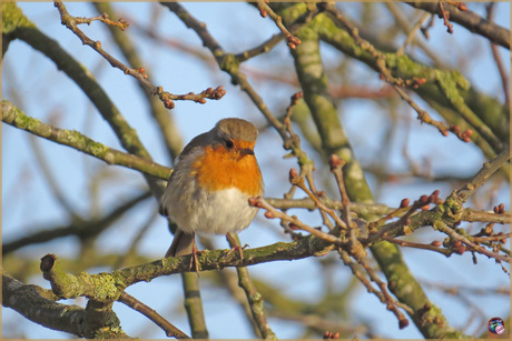 Roodborstje …
