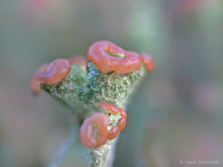 Roze lippen
