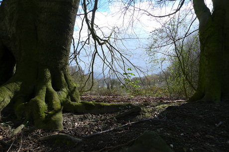 Begin van de grote vergroening