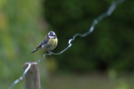 Pimpelmees on the wire