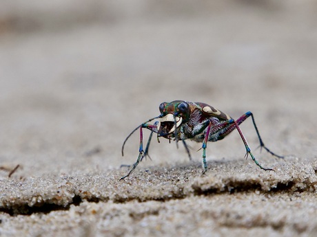 Basterdzandloopkever