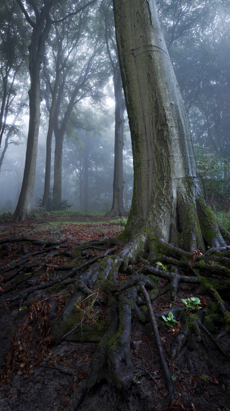 Clingendael bos