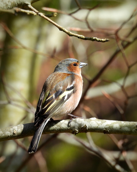 In de kleuren van zijn omgeving
