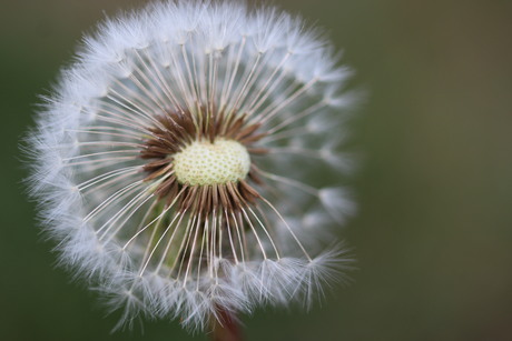 Paardenbloem of blaasbloem?