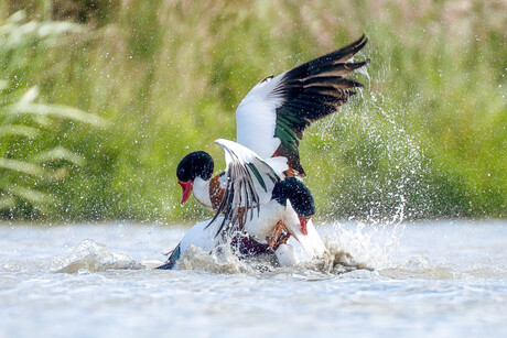 fight for your right