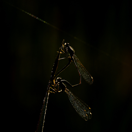 Parende juffertjes in tegenlicht 