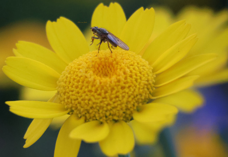 Dit insect zet de bloemetjes buiten...