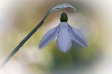 Sneeuwklokje in het lenteweer 