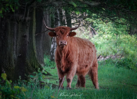 || Schotse Hooglander ||