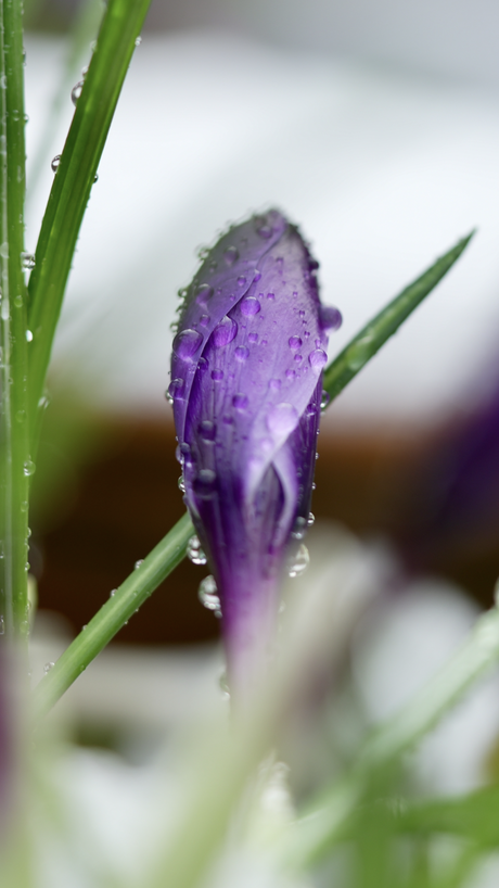 Krokus met regendruppels 