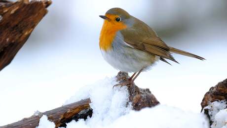 Roodborstje in de sneeuw