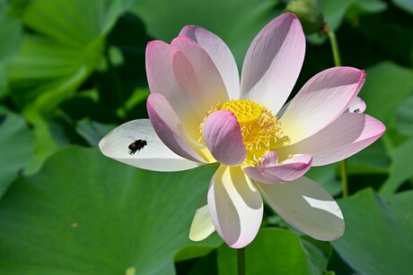 Heilige lotus