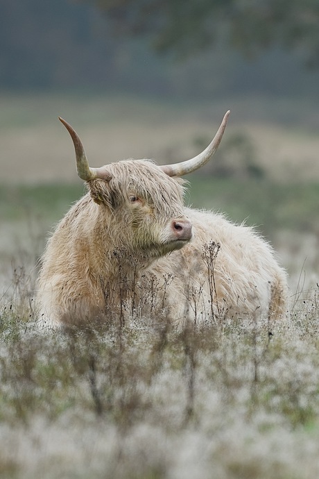 Blonde Schotse hooglander
