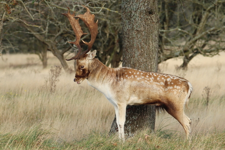 even tegen de boom schuren