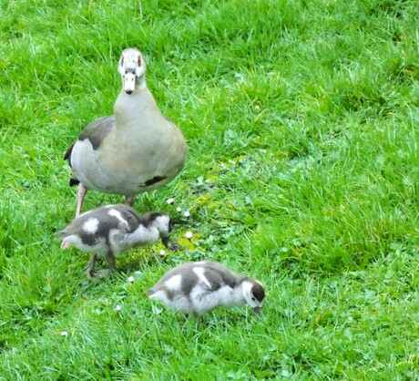 Nijlgans met jongen.