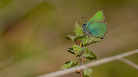 Een groen vlindertje