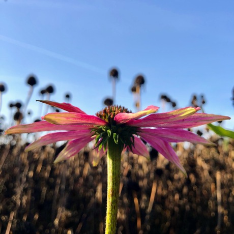 Rode zonnehoed 🍂