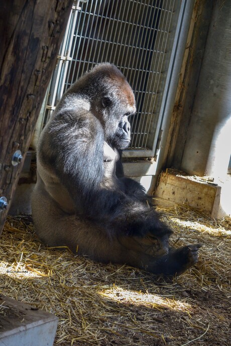 Gorilla (Laaglandgorilla) lekker aan het genieten van de zon