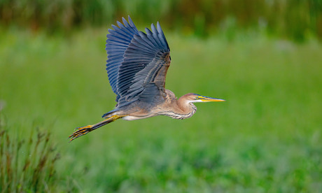 Purperreiger juveniel