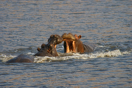 Nijlpaarden 1