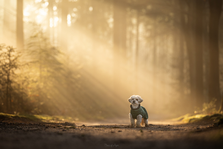 Ray of sunshine 💛