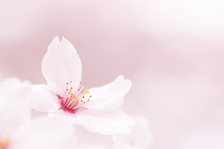 Tere schoonheid van de Sakura