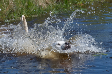 Labrador Jumping