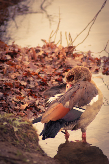 foto van een vogel in de herfst 