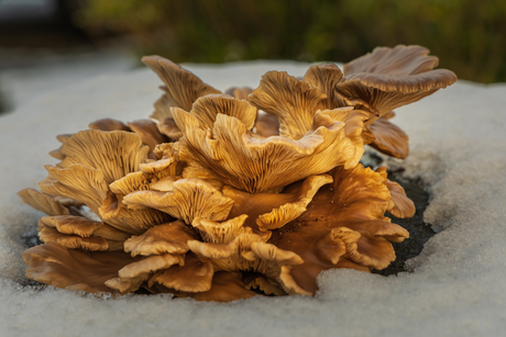 paddenstoelen in de winter