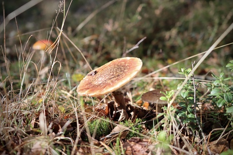 Paddestoelen 