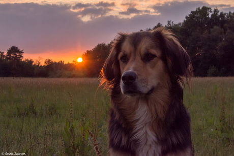 Hond bij zonsondergang