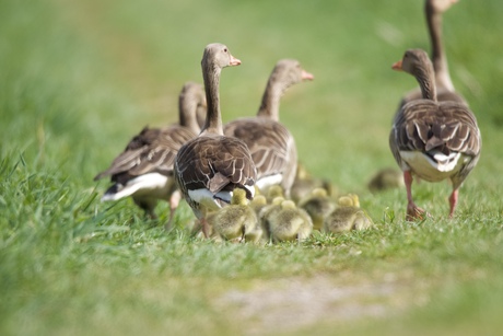 Even het kroost uitlaten