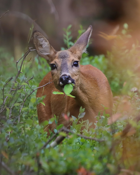 Aan het snoepen van de blaadjes 