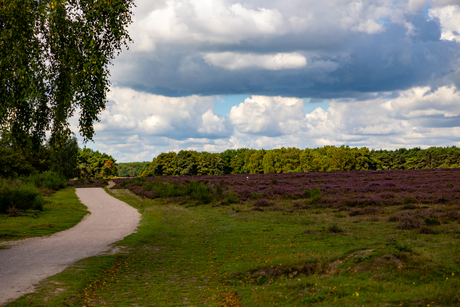 Hilversumse heide