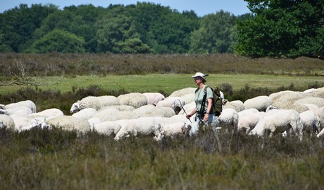Herder bij schapen