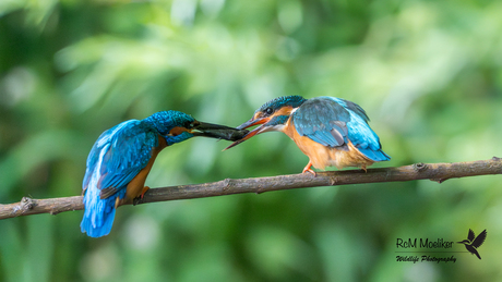 De IJsvogels.
