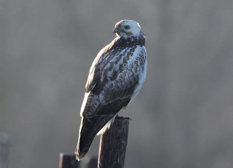buizerd
