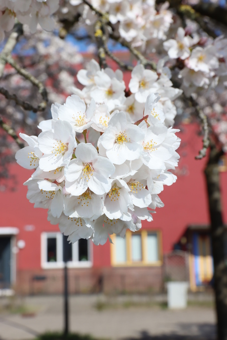 bloesem in bloei