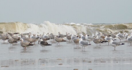 Klopt het verhaal dan toch...dat de zee kan splitsen!!
