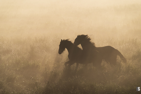 Paarden in de ochtendmist